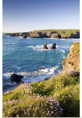 Clifftop view of Porthcothan Bay with Spring wildflowers, Cornwall, England