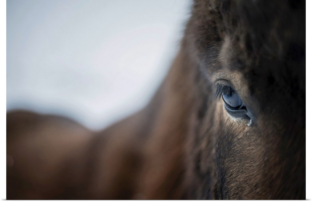 Close up of a horse, Iceland