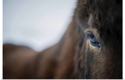 Close Up Of A Horse, Iceland