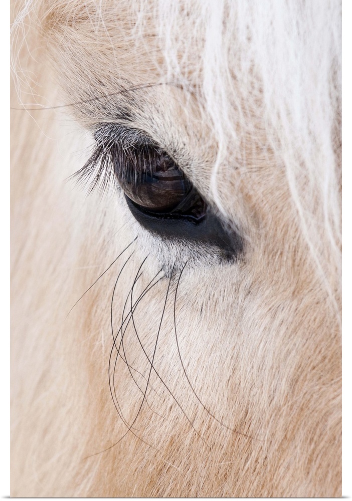 Close-up of a horse...s eye, Lapland, Finland