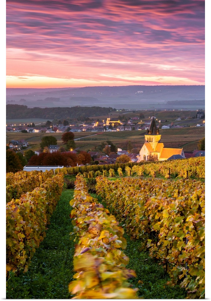 Colorful sunrise over the vineyards of Ville Dommange, Champagne Ardenne, France.