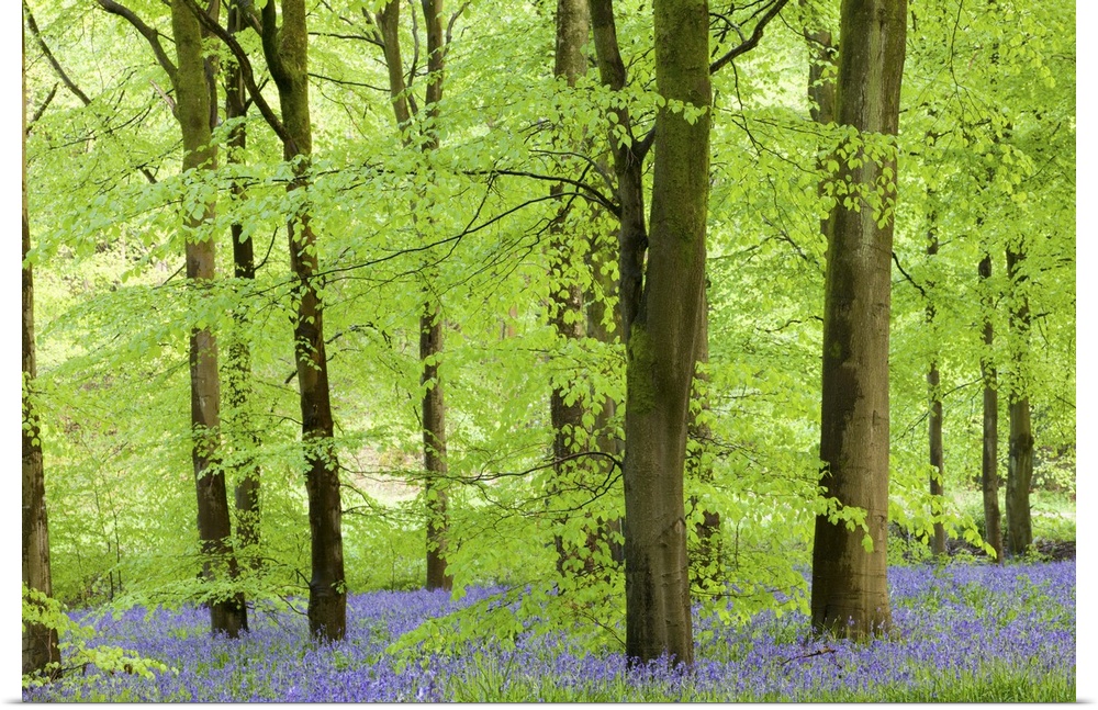 Common Bluebells (Hyacinthoides non-scripta) flowering in a beech wood, West Woods, Lockeridge, Wiltshire, England. Spring
