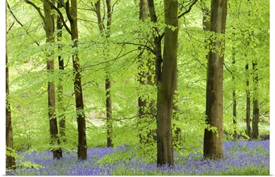 Common Bluebells flowering in a beech wood, West Woods, Wiltshire, England