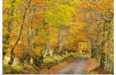 Country Lane In Autumn, Glen Lyon, Perth & Kinross, Scotland