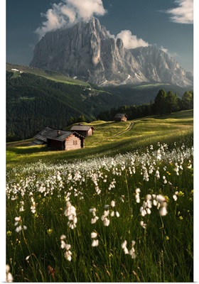 Daunei, Gardena Valley, South Tyrol, Dolomites, Italy, Europe, Flowering Meadows