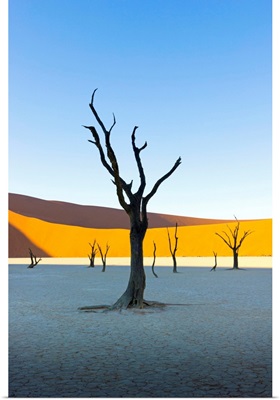 Dead Vlei, Sossusvlei, Namib desert at sunrise, Namibia, Africa