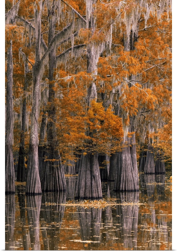 USA, Deep South, Louisiana, St. Martin Parish, Lake Martin, Cypress tree in autumn