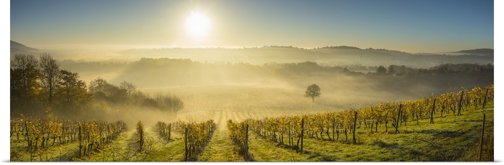 Denbies Wine Estate (Largest vineyard in England), North Downs Way, Dorking, Surrey, England