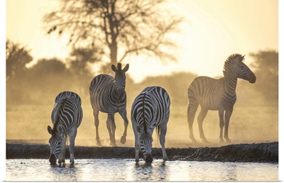 Drinking Zebra, Nxai Pan National Park, Botswana