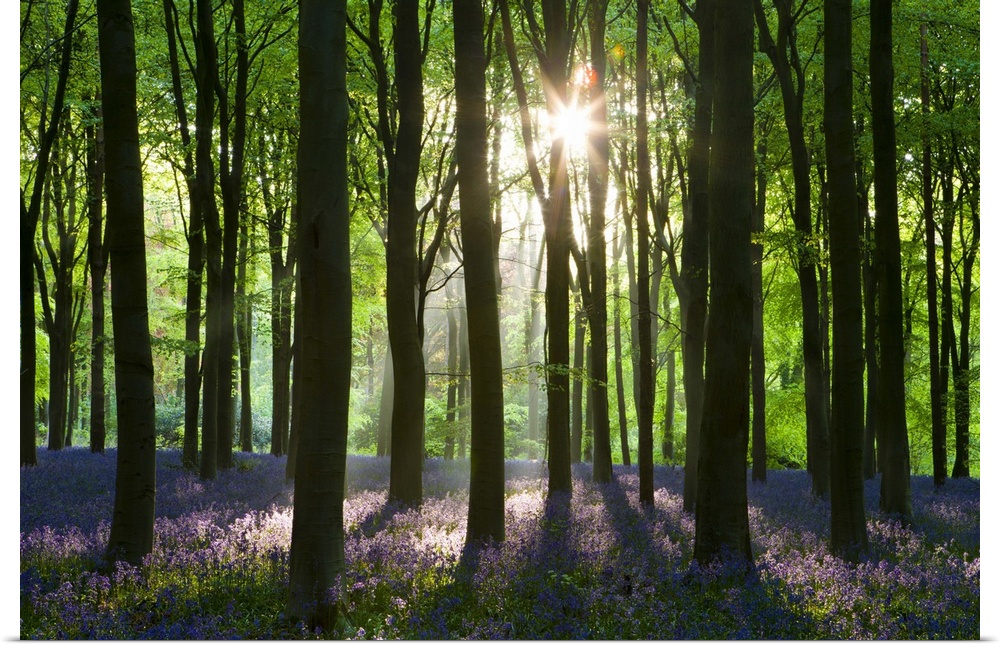 Early morning sunlight in West Woods bluebell woodland, Lockeridge, Wiltshire, England. Spring