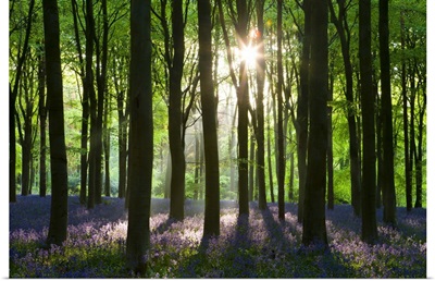 Early morning sunlight in West Woods bluebell woodland, Wiltshire, England