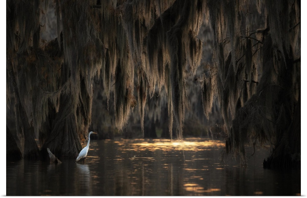 Egret in Lake Martin at sunrise, Atchafalaya Basin, Louisiana.