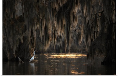 Egret In Lake Martin At Sunrise, Atchafalaya Basin, Louisiana