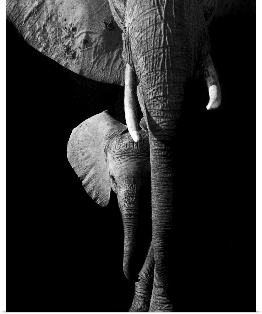 Elephant, Hwange National Park, Zimbabwe.