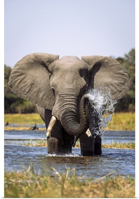 Elephant Spraying Water, Okavango Delta, Botswana