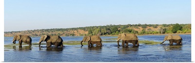 Elephants walking through Chobe River, Chobe National Park, Botswana