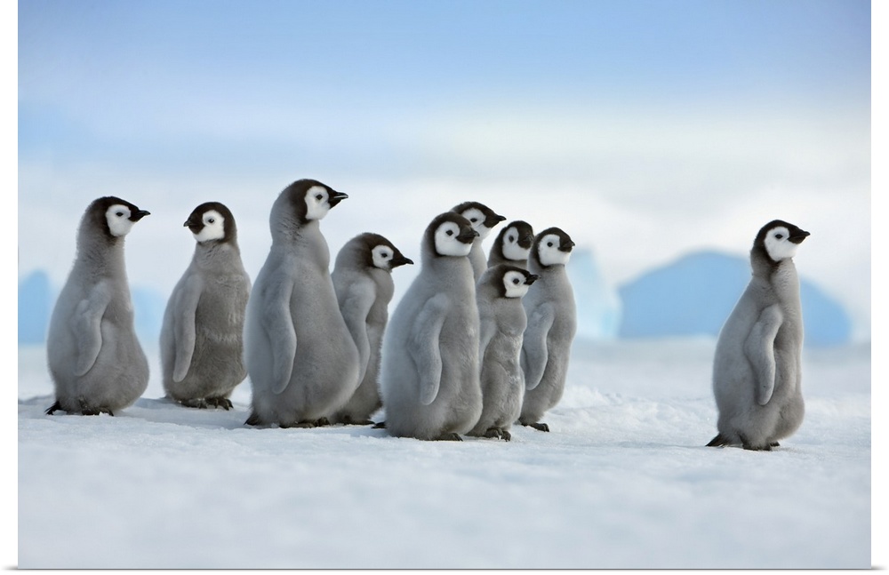 Emperor penguin chicks in procession. Antarctica, Antarctic Peninsula, Snowhill Island. Antarctica, Antarctica.
