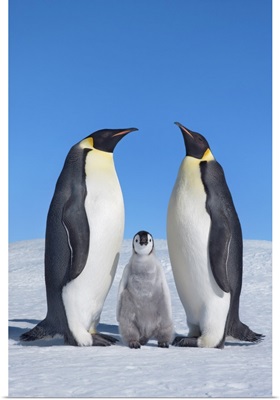 Emperor Penguin Parents With Chick, Antarctica, Antarctic Peninsula, Snowhill Island