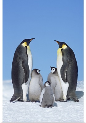 Emperor Penguin Parents With Chicks,  Antarctica, Antarctic Peninsula, Snowhill Island