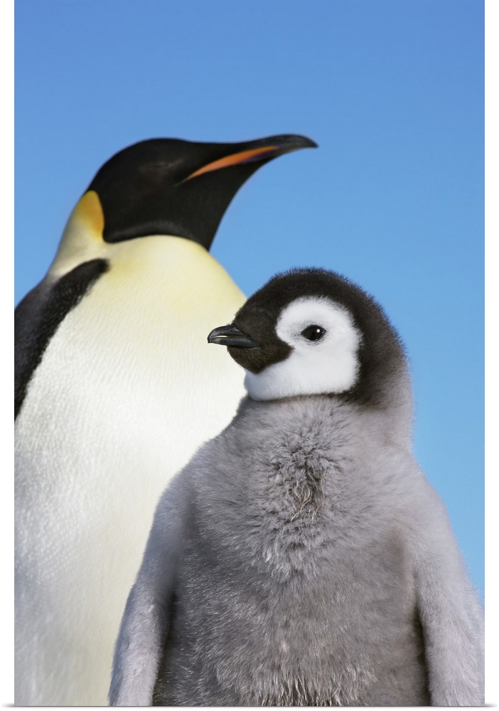 Emperor penguin with chicks. Antarctica, Antarctic Peninsula, Snowhill Island. Antarctica, Antarctica.