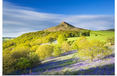 England, North Yorkshire, Great Ayton. Spring bluebells at Roseberry Topping