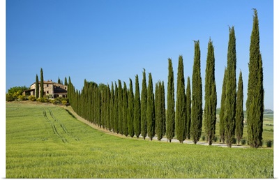Europe, Italy, Tuscany, Florence, Montepulciano, Farmhouse And Cypress Alley