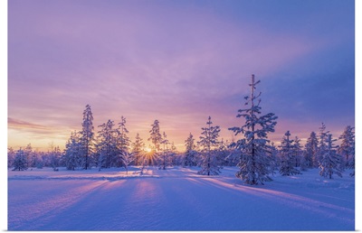 Europe, Lapland, Finland, Sunset On The Woods In Rovaniemi Area