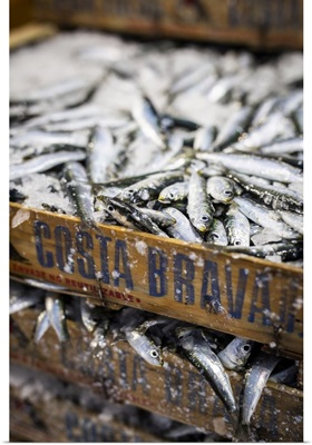Europe, Spain, Catalonia, L'Escala, A Box Of Sardines Recently Caught