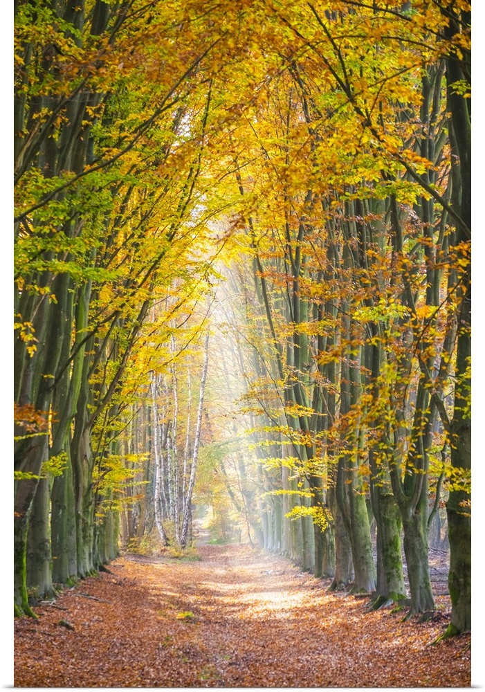 European Beech (Fagus sylvatica) forest Hoge Kempen National Park in autumn, Limburg, Vlaanderen (Flanders), Belgium.