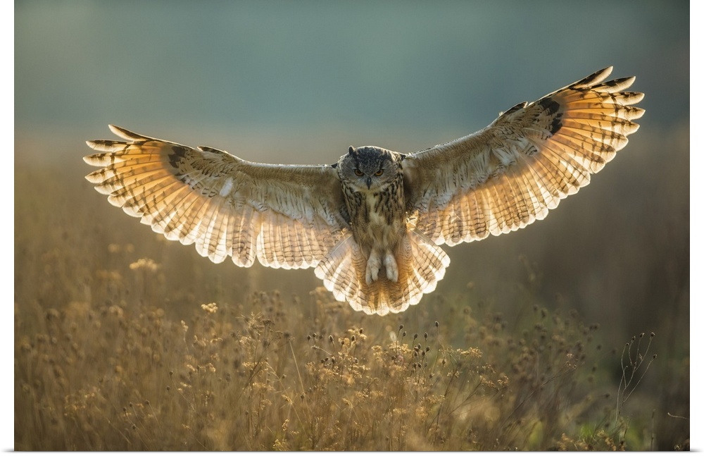 European Eagle Owl (Bubo bubo) (Captive). Gloucestershire, Western Europe, England.