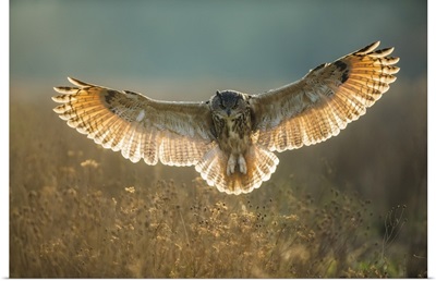 European Eagle Owl (Bubo Bubo) (Captive)