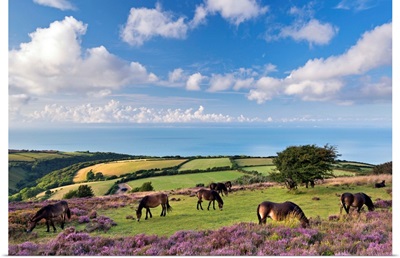 Exmoor Ponies grazing on heather covered moorland, Exmoor, Somerset, England