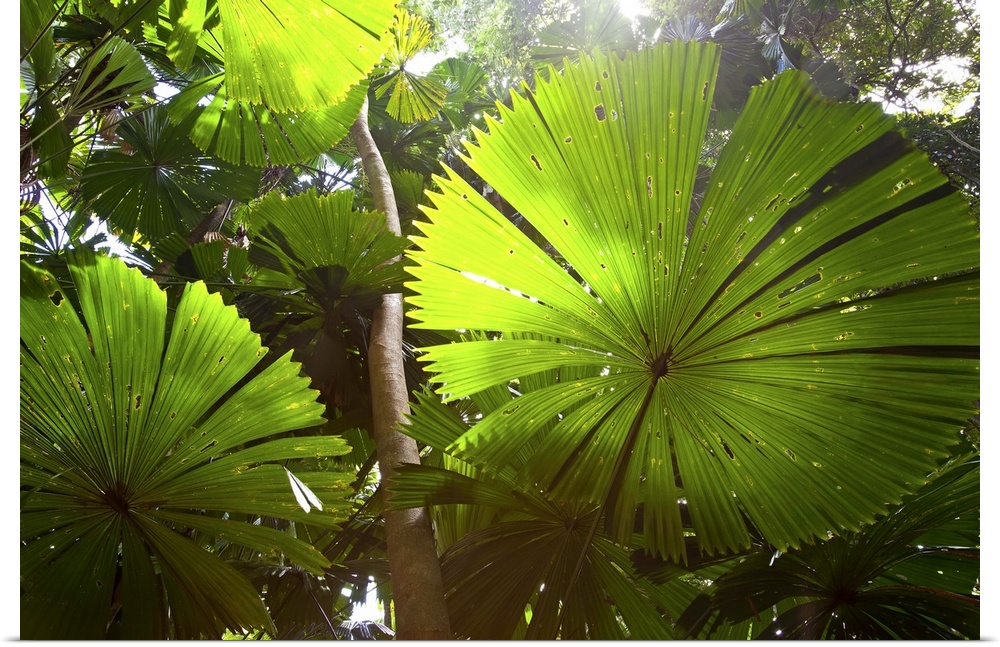 Fan Palm in the Daintree Rainforest North Queensland Australia
