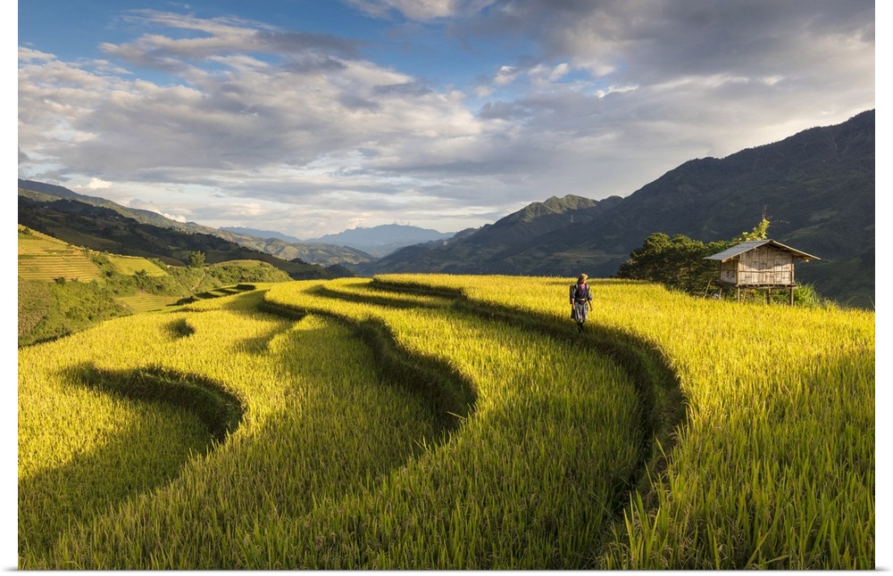 A farmer walks among the rice terraces at harvest time, Mu Cang Chai Yen Bai Province, Vietnam, South-East Asia