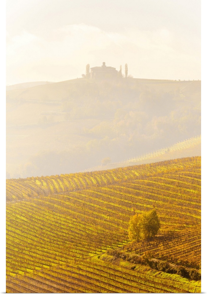 Farmhouse in the fog with autumn colors in the vineyards. La Morra, Barolo wine region, Langhe, Piedmont, Italy, Europe.