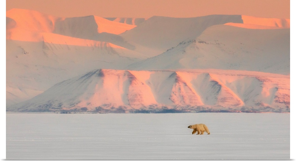 Female Polar Bear (Ursus Maritimus) In Billefjorden, In Front Of The Ghost Town Of Pyramiden, Norway