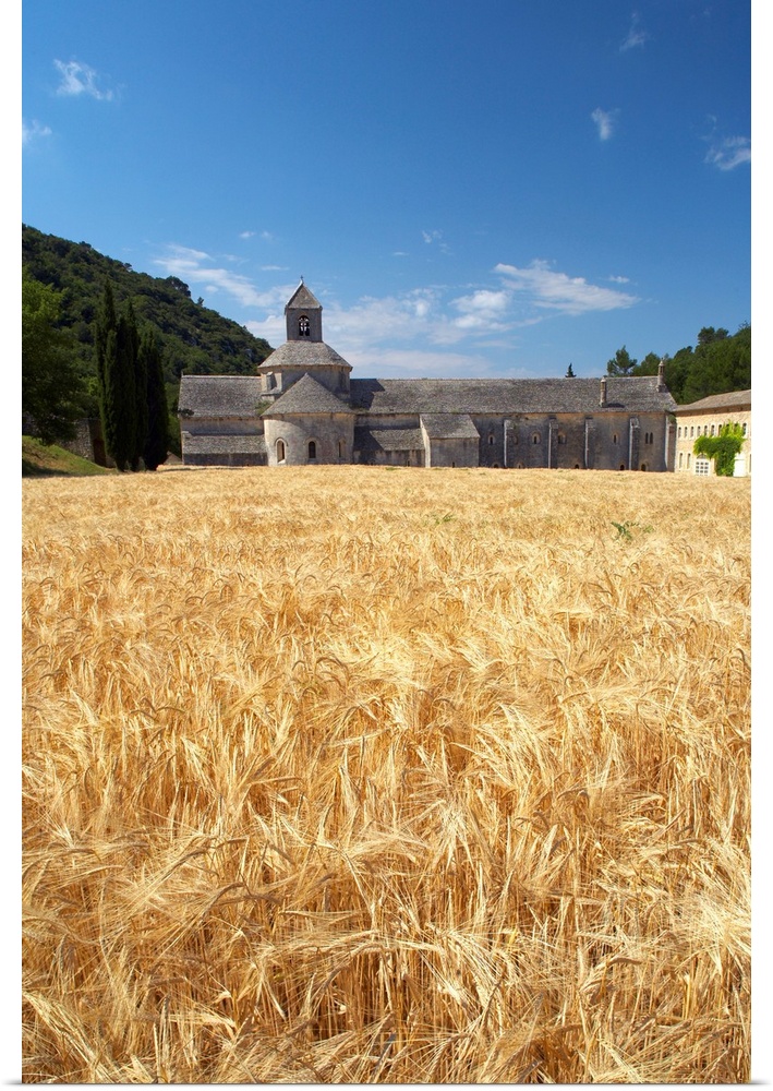 Field Of Barley And Senanque Abbey, Alpes De Haute, Provence, France