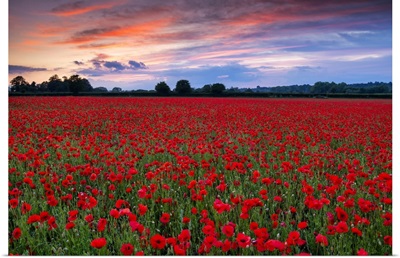 Field Of English Poppies At Sunset, Norwich, Norfolk, England