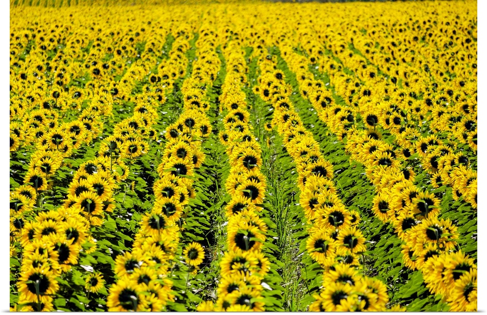 Field of giant yellow sunflowers in full bloom, Oraison, Alpes-de-Haute-Provence, Provence-Alpes-Cote d'Azur, France.