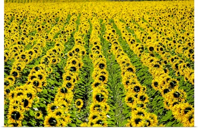 Field Of Giant Yellow Sunflowers, Oraison, Alpes-De-Haute-Provence, France