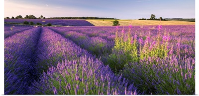 Field of lavender, Snowshill, Cotswolds, Gloucestershire, England