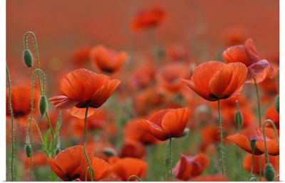Field Of Red Poppy In The Thuringian Rhoen, Dreilaendereck- Hessen, Thuringia, Germany