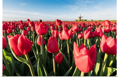 Field Of Red Tulips And Windmill On The Background,  Koggenland, Netherlands