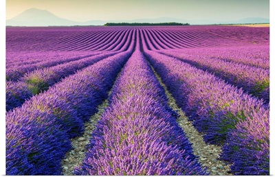 Fields Of Lavender, Provence, France