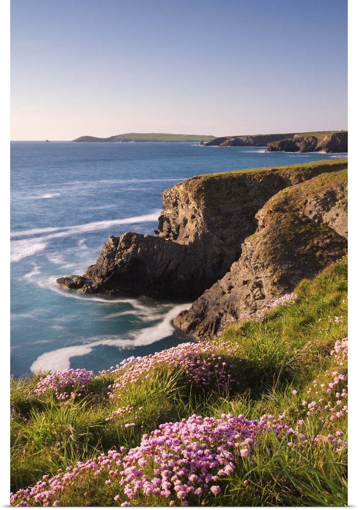 Flowering Sea Thrift (Armeria maritima) on the Cornish clifftops near Porthcothan, with views to Trevose Head, Cornwall, E...