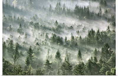 Fog Impression In Spruce Forest, Germany, Bavaria, Bad Tolz-Wolfratshausen, Schlederloh