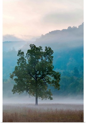 Foggy morning in Cataloochee Valley, Great Smoky Mountains National Park