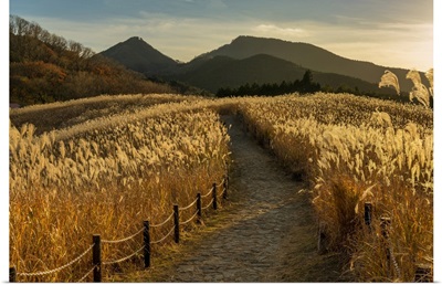 Footpath Through Pampas Grasses, Soni Highlands, East Nara Prefecture, Japan