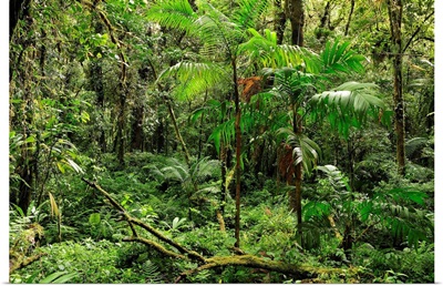 Forest at Parque Nacional de Amistad near Boquete, Panama, Central America