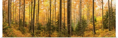 Forest In Autumn, Triglav National Park, Slovenia